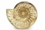 Polished Jurassic Ammonite (Kranosphinctes) - Madagascar #304621-1